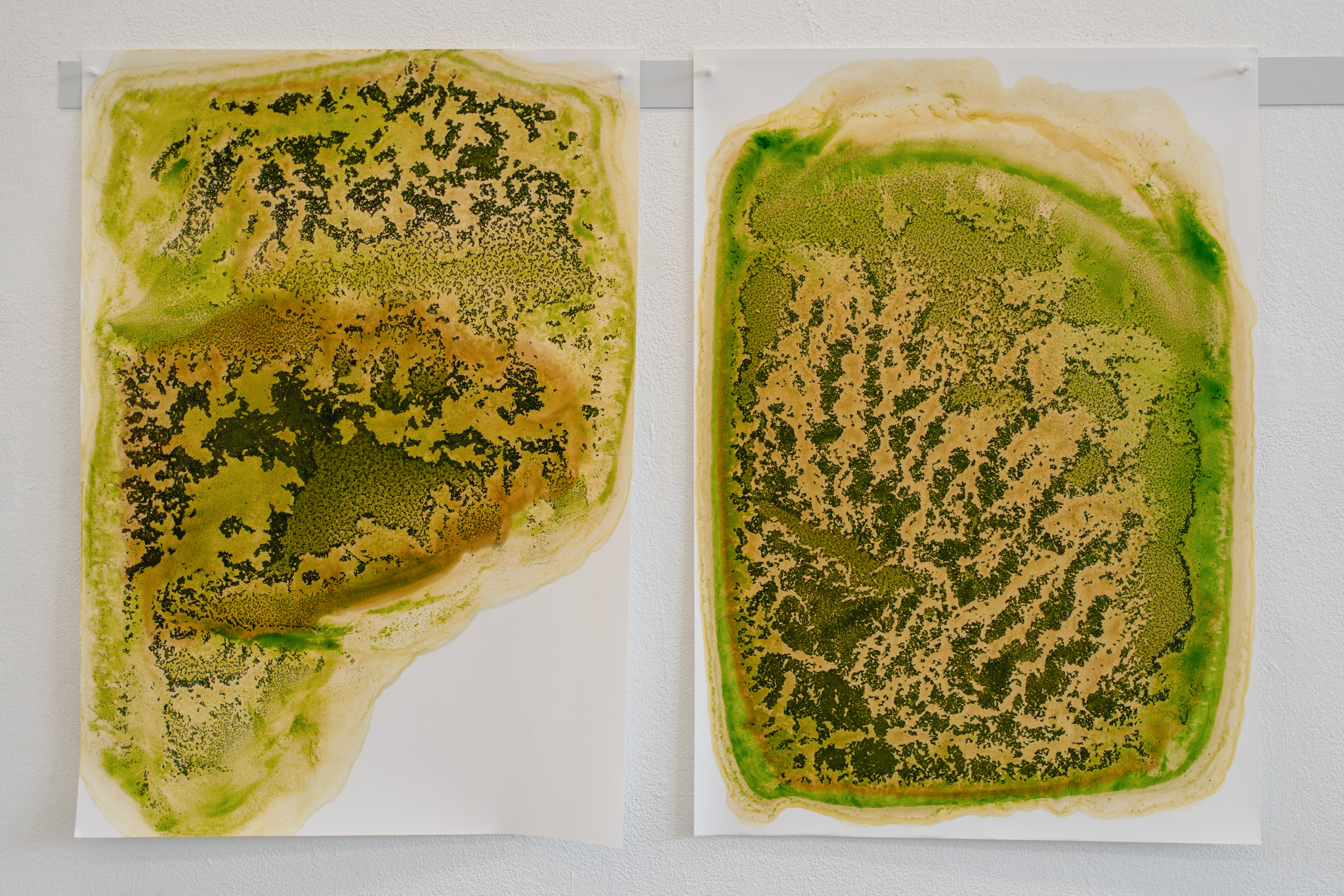 Chroma_Aestas herbas_Liza Überall_-09_Feldsalat