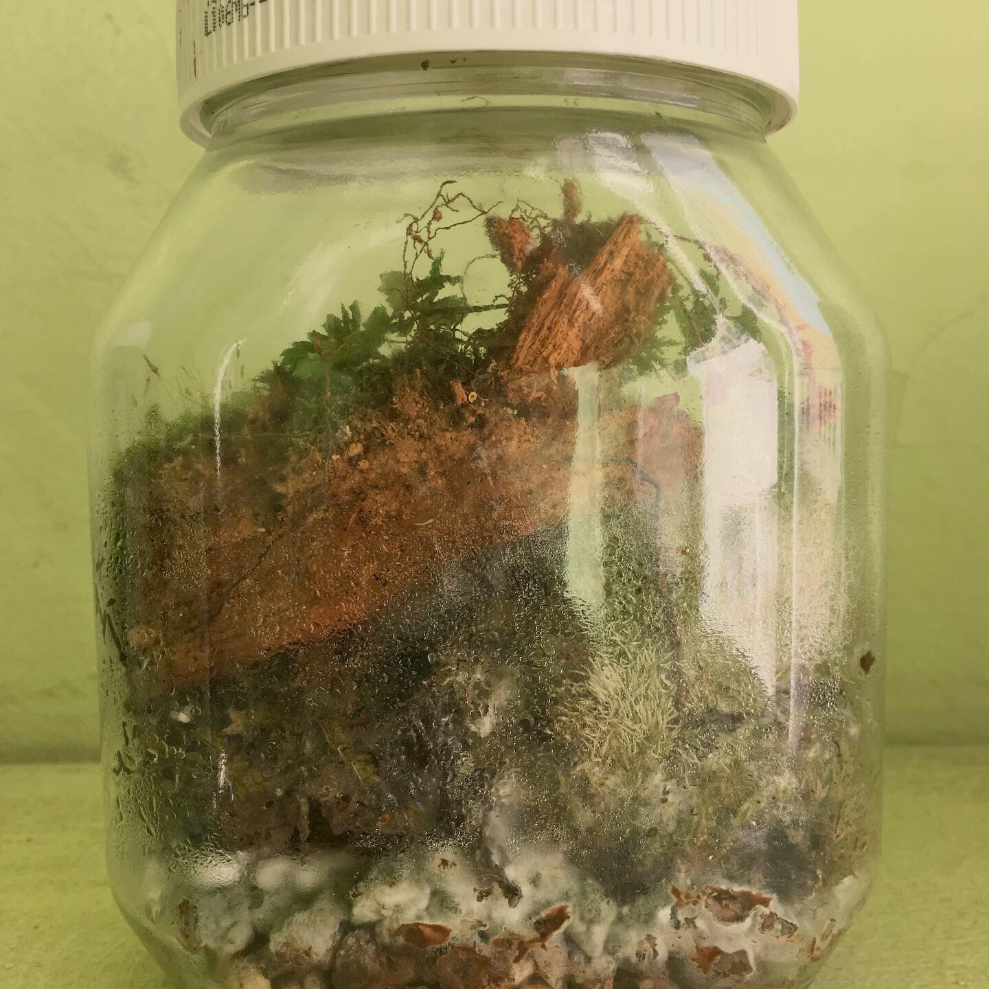 Liza Ueberall Regenwald ist Lunge Nutella is Liebe 7